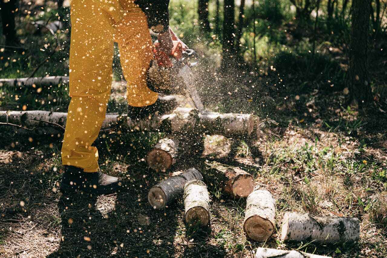 The Steps Involved in Our Tree Care Process in Rockville, MN